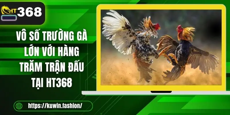 Vô số trường gà lớn với hàng trăm trận đấu tại HT368